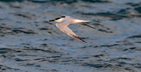 Ocracoke Alive, Bird Walks with Peter Vankevich