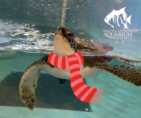 North Carolina Aquarium on Roanoke Island, Artic Animals Day Camp
