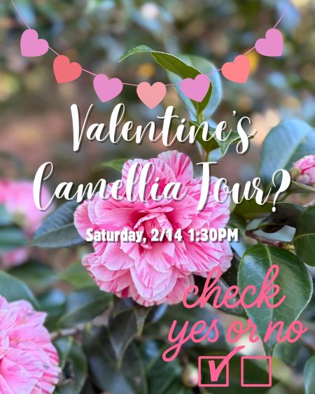 Elizabethan Gardens, Valentine's Day Camellia Tour