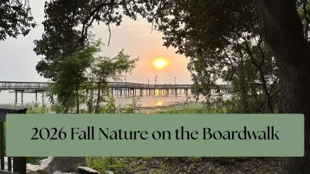 Duck Town Park, Fall Nature on the Boardwalk