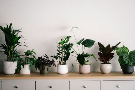 Dare Master Gardener Association, House Plants -Gardening in the Great Indoors