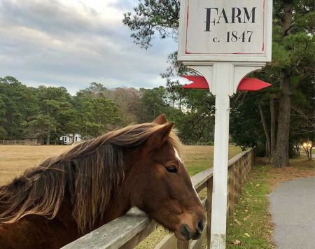 Island Farm, Visit with a Banker Pony