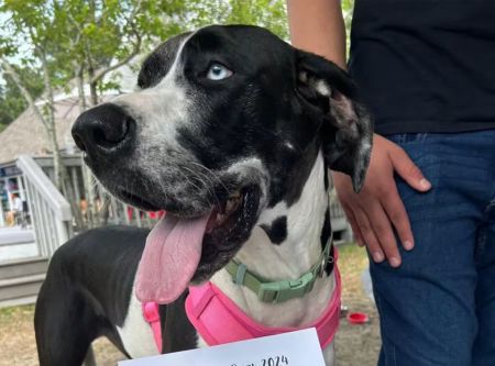 Outer Banks SPCA, 5th Annual Bark in the Park