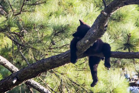 Coastal North Carolina National Wildlife Refuges, Bear Necessities Alligator River NWR Presentation