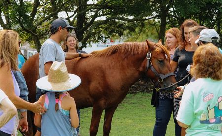Corolla Wild Horse Fund, Meet a Banker Horse at Sanctuary Vineyards