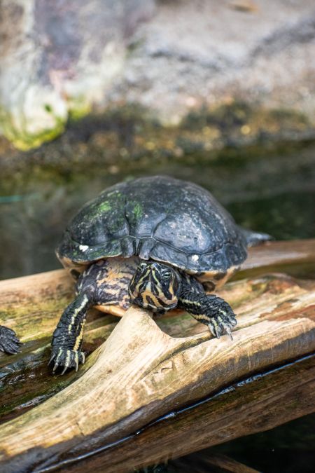 North Carolina Aquarium on Roanoke Island, World Wetlands Day