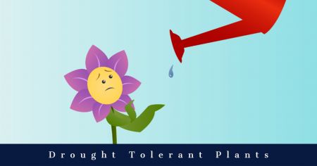 Dare Master Gardener Association, Library Garden Series 2021: Drought Tolerant Plants