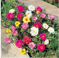 Dare Master Gardener Association, Winter Library Garden Series 2023 - Drought Tolerant Plants