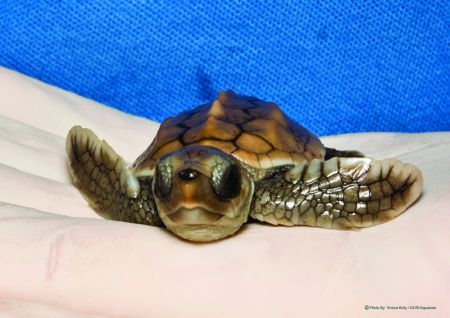 North Carolina Aquarium on Roanoke Island, Sea Turtle Assistance & Rehabilitation (STAR) Center Tour