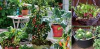 Dare Master Gardener Association, Library Garden Series 2020: Container Gardening