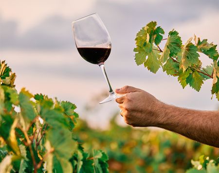 TRiO Restaurant & Market, Wine Tasting: The World of Organic