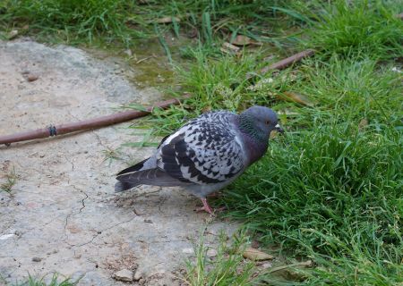 Ocracoke Alive, A Visit with Homing Pigeons with Steve and Jeanne Brook