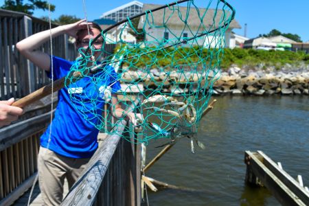 North Carolina Aquarium on Roanoke Island, Let's Go Crabbing!