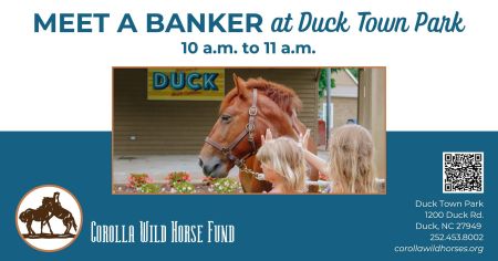 Corolla Wild Horse Fund, Meet a Banker Horse in Duck