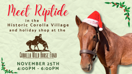 Corolla Wild Horse Fund, Meet Riptide in Historic Corolla Village