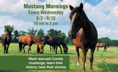 Corolla Wild Horse Fund, **Cancelled** Mustang Mornings