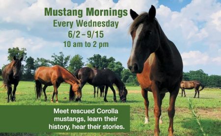 Corolla Wild Horse Museum, Mustang Mornings