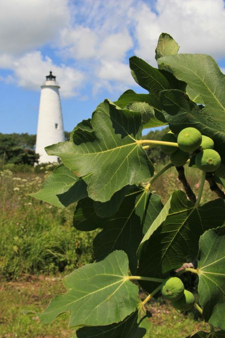 Ocracoke Village, Annual Fig Festival