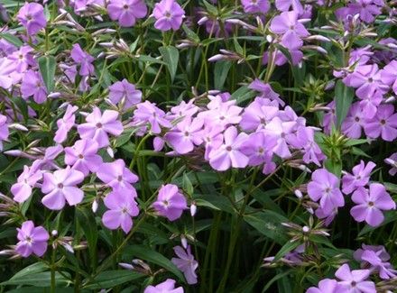 Dare Master Gardener Association, Plants that Survive & Thrive on the Outer Banks