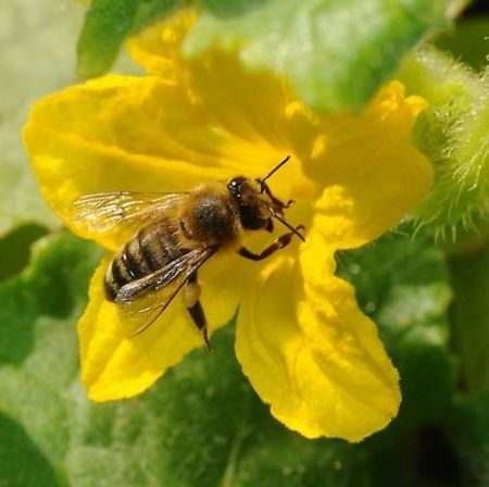 Dare Master Gardener Association, Library Garden Series Presentation by Dare Master Gardeners - Pollinators