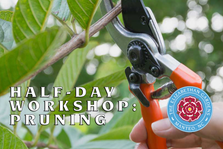 Elizabethan Gardens, Half-Day Workshop: Pruning