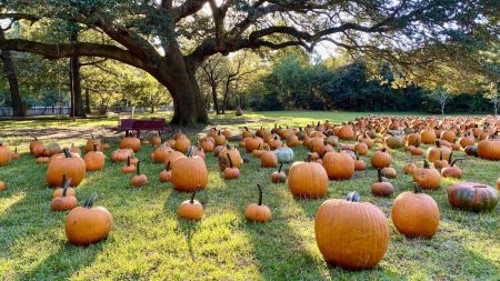 Island Farm, Pumpkin Patch Saturdays