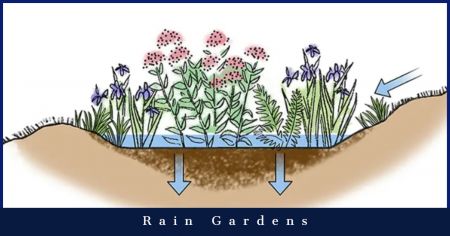 Dare Master Gardener Association, Library Garden Series 2021: Rain Gardens