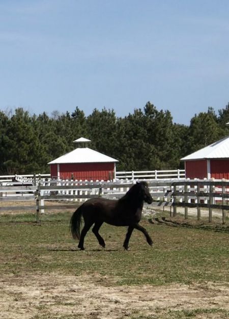 Corolla Wild Horse Fund, Member Mornings on the Rescue Farm