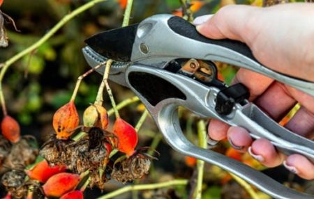 Dare Master Gardener Association, Summer School Programs: Tool Sharpening & Use