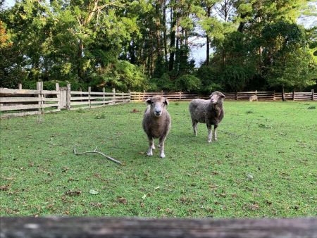 Island Farm, Sheep to Yarn