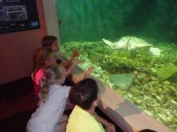 North Carolina Aquarium on Roanoke Island, Shellebrate Turtles Camp