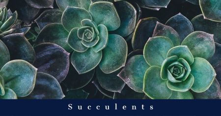 Dare Master Gardener Association, Library Garden Series 2021: Succulents