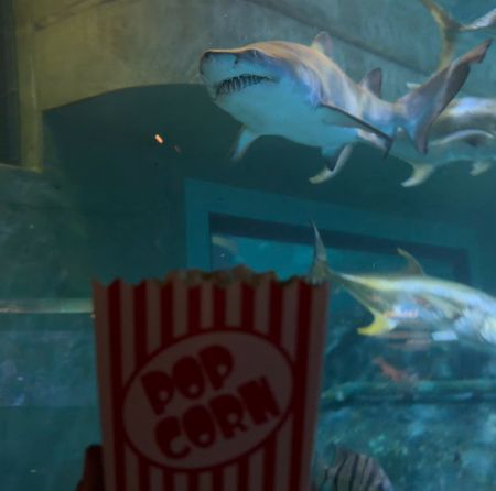 North Carolina Aquarium on Roanoke Island, Member's Only Movie Night
