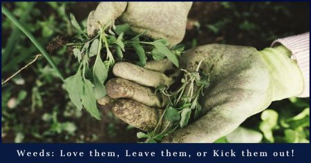 Dare Master Gardener Association, Library Garden Series 2021: Weeds - Love them, Leave them, or Kick them out!