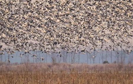 Wings Over Water Festival, Wings Over Water Festival