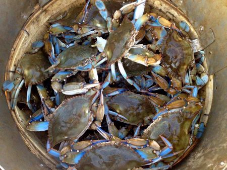Outland Seafood, NC Blue Crabs