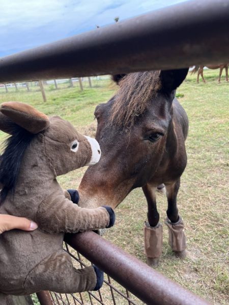 Corolla Wild Horse Fund, Toys