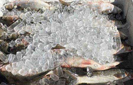 Red Drum Tackle Shop, Bait & Ice