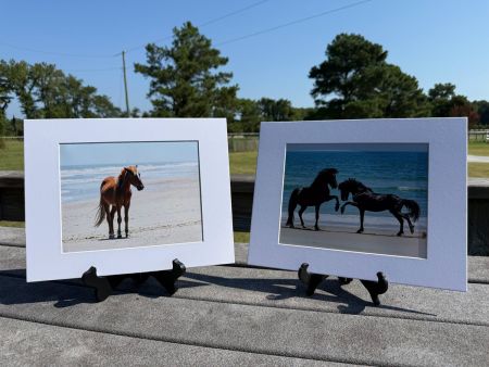 Corolla Wild Horse Fund, Photo Prints