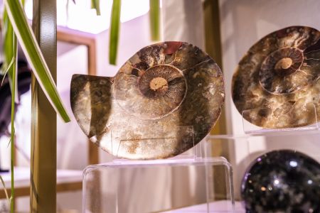 Traveler's Moon, Ammonite Chambered End