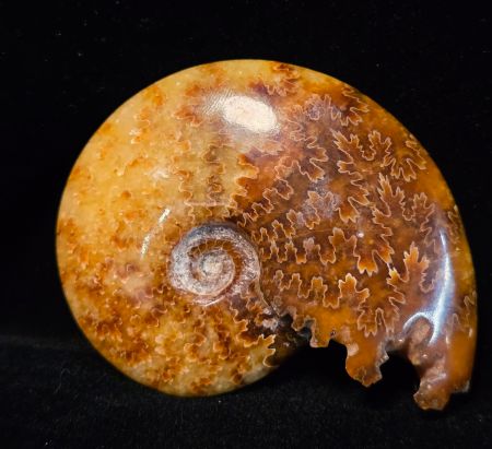Traveler's Moon, Ammonite Chambered End