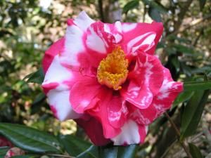 Elizabethan Gardens, Camellia Tours