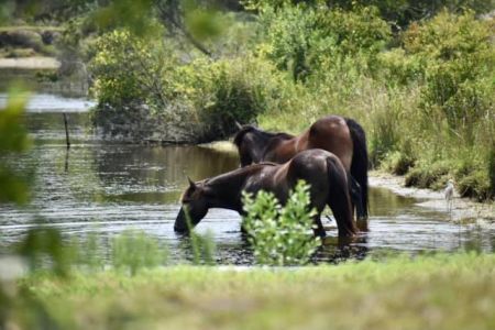 Wild Horse Adventure Tours, Exclusive Access to the Wild Horse Sanctuary
