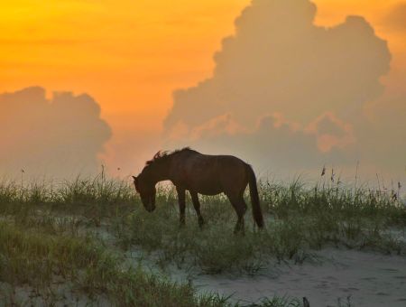 Back Beach Wild Horse Tours, Open Air Safari Evening Tours