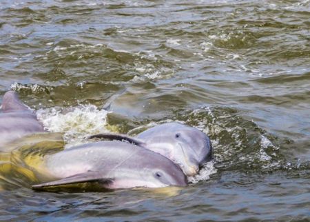 Paradise Dolphin Cruises, See the Wild Dolphins!