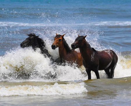 Bob's Corolla Wild Horse Tours, Afternoon Wild Horse Tour