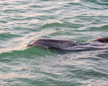 Miss Oregon Inlet II Head Boat Fishing, Dolphin & Sunset Tour