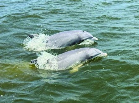 OBX Tiki Time, Tiki Boat Dolphin Tour - Roanoke Island