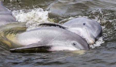 Paradise Dolphin Cruises, See the Wild Dolphins!