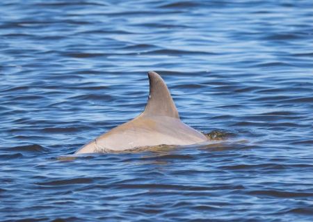 Harbor Star Dolphin Tours, Daytime Dolphin Tour